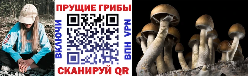 Псилоцибиновые грибы GOLDEN TEACHER Асбест
